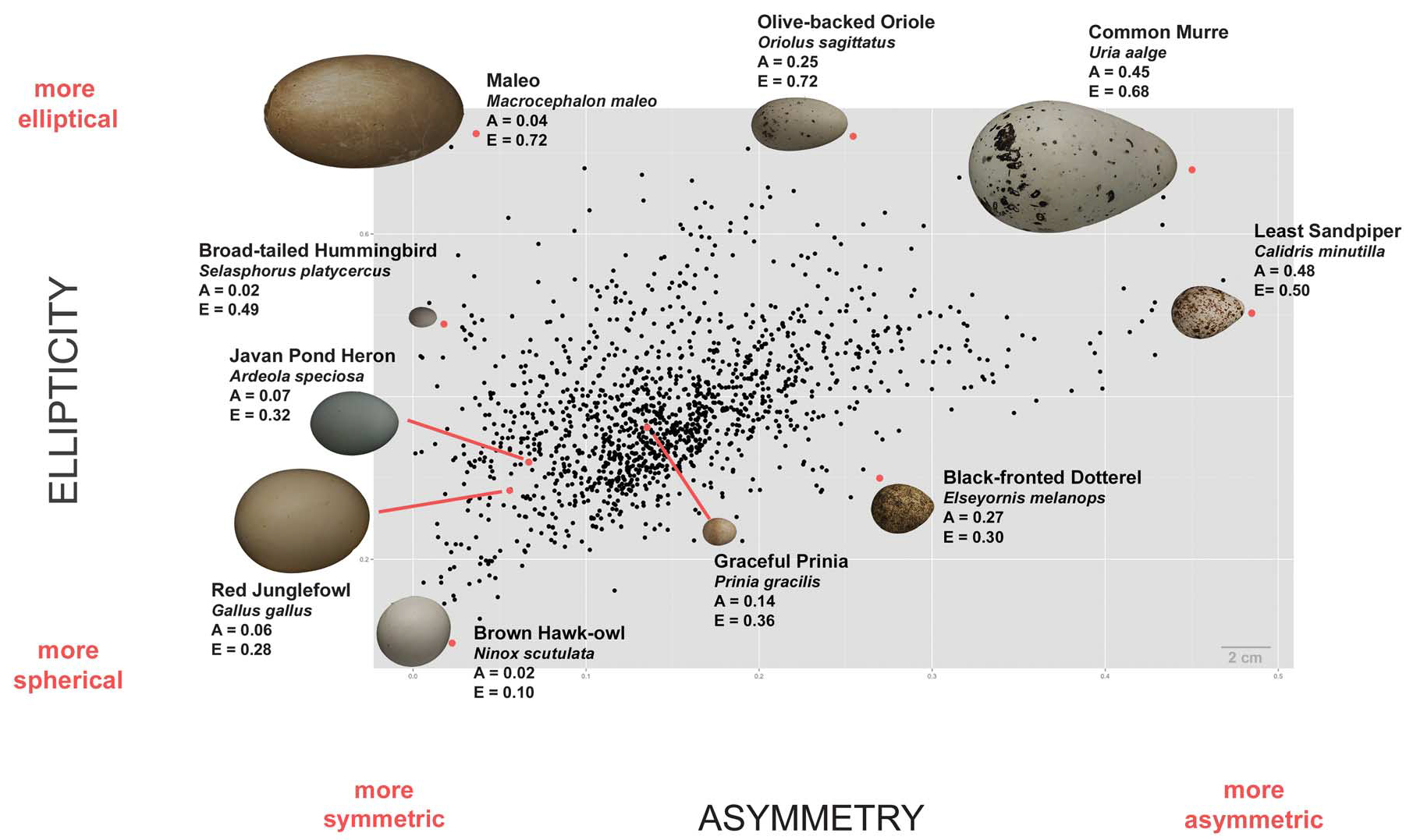 egg shape