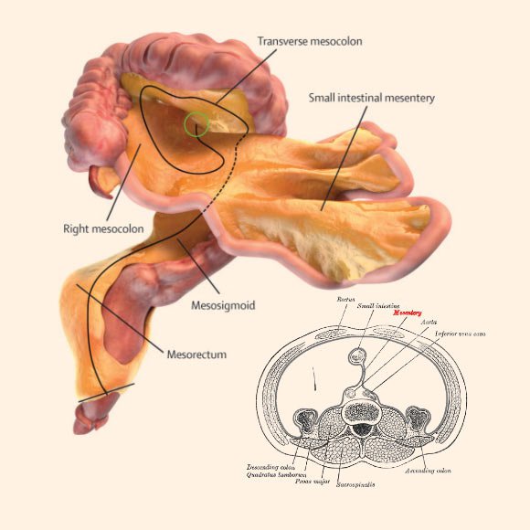 june Mesentery