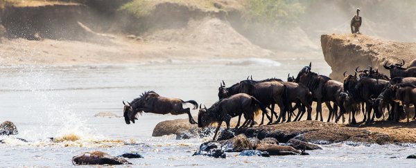 The thousands of Serengeti wildebeest that drown each year serve a greater purpose