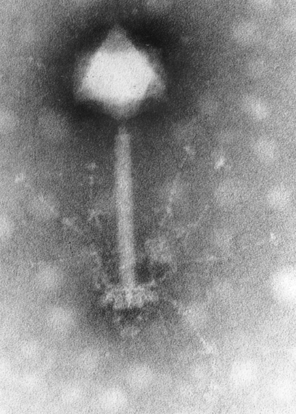 tphage