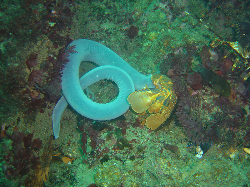 Hagfish in its natural habitat