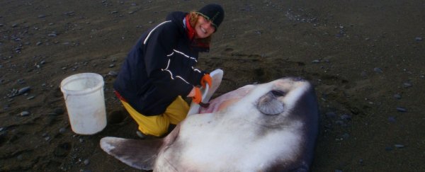 This strange creature is the first sunfish species to be discovered in 130 years