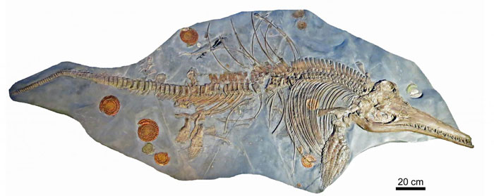 836 Ichthyosaurus 2