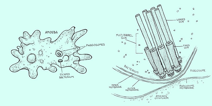 bacteria guns 2