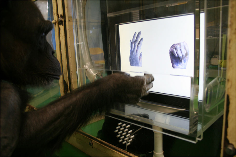 chimp rock paper scissors screen test