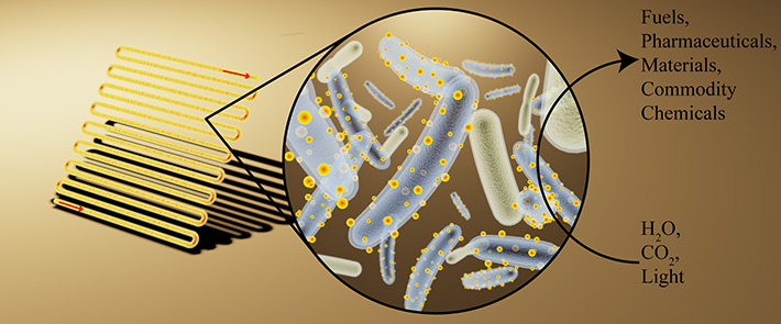 cyborg bacteria graphic kelsey sakamoto