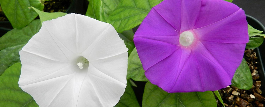 CRISPR flower colour