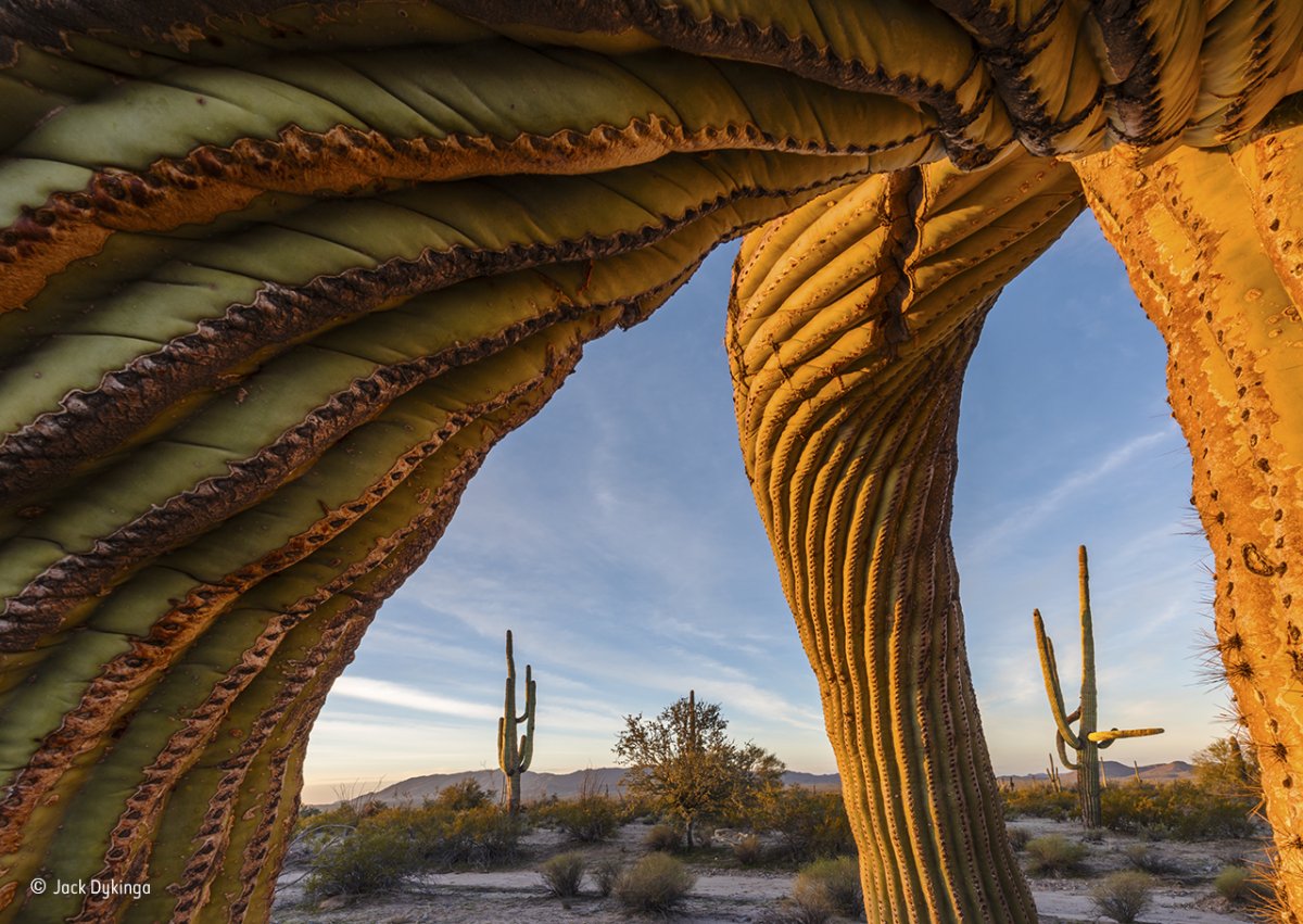 in arizonas sonoran desert national monument these saguaro cacti grow for up to 200 years they spread as far underground as they stand above it in order to absorb rainfall