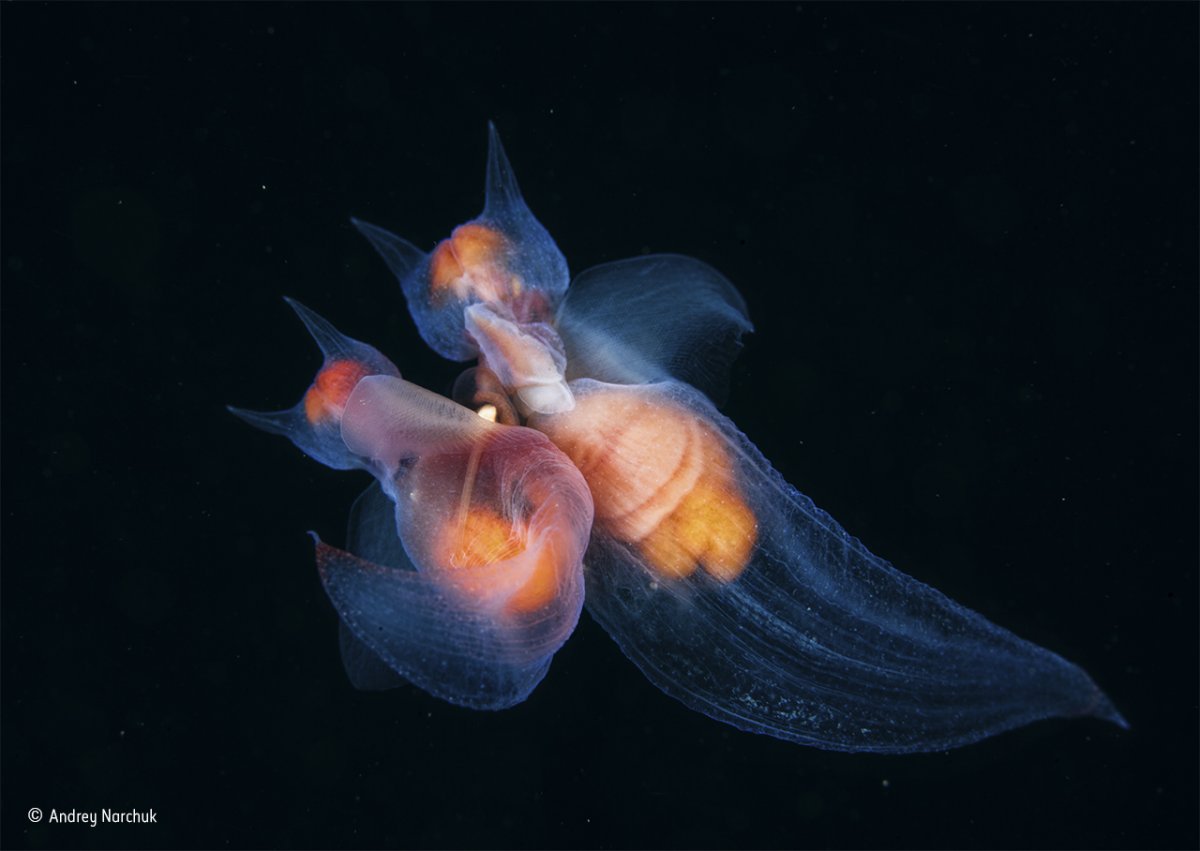 photographer andrey narchuk was surprised when he jumped into the sea of okhotsk in the russian far east and found himself surrounded by mating sea angels swirling in the current