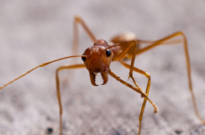 regular ant mandible flickr
