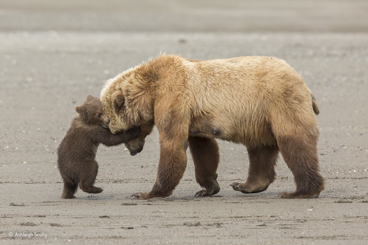 this brown bear cub in alaskas lake clark national park just wanted to play and wrestle with its mother