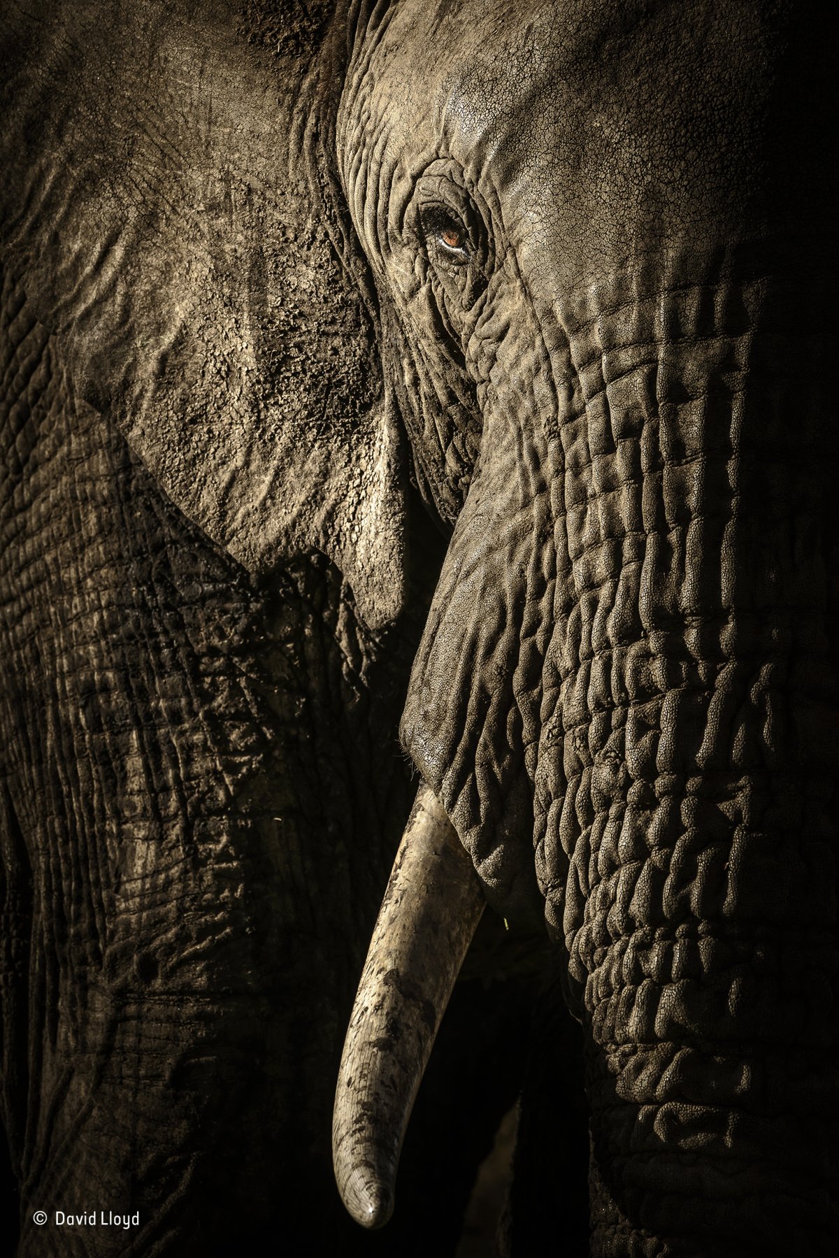this elephant in kenyas maasai mara national reserve led her herd on its evening trek to a waterhole she was most likely the matriarch of the group