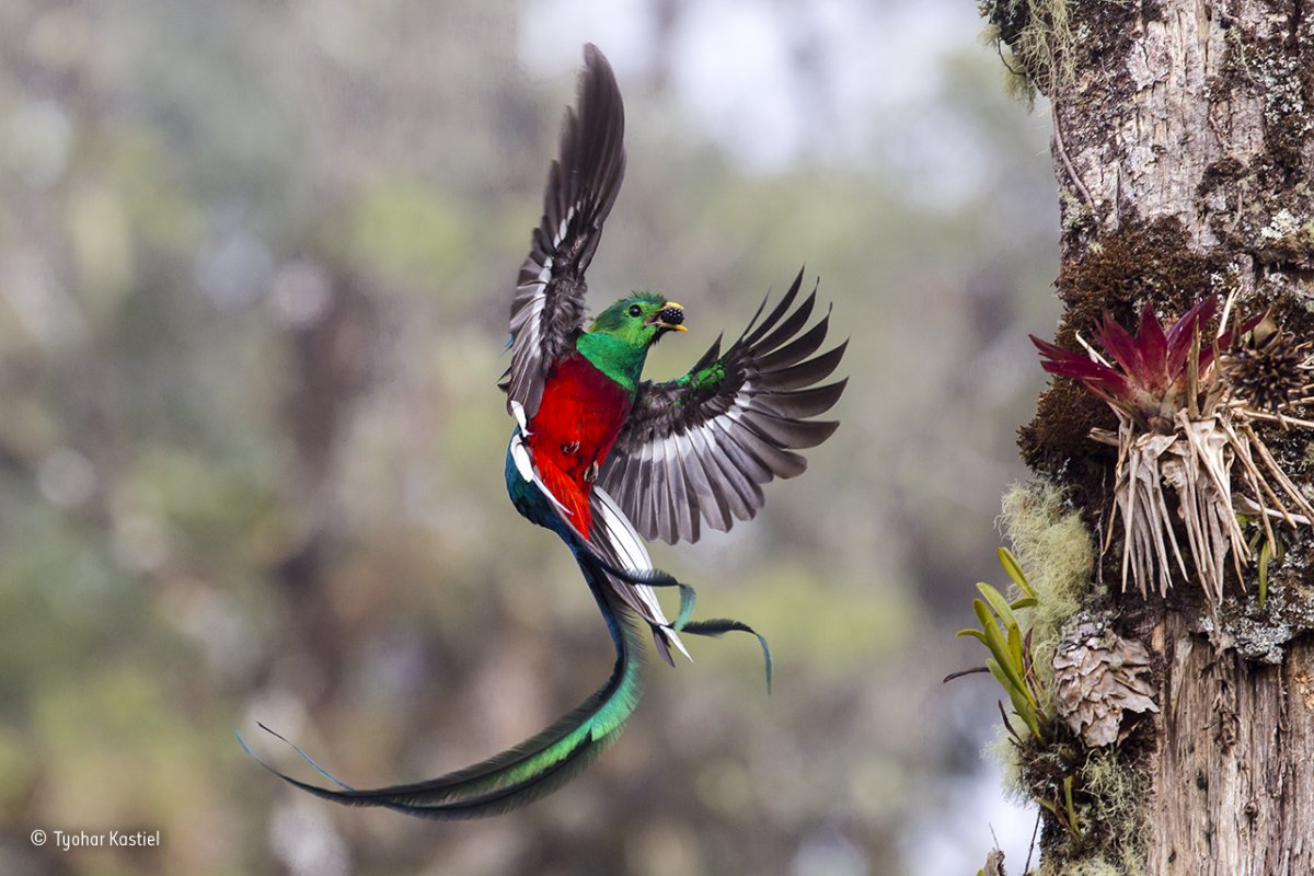 this resplendent quetzal was seen in the costa rican cloud forest of san gerardo de dota it fed its chicks fruits and insects day after day eventually using food to entice them to leave the nest