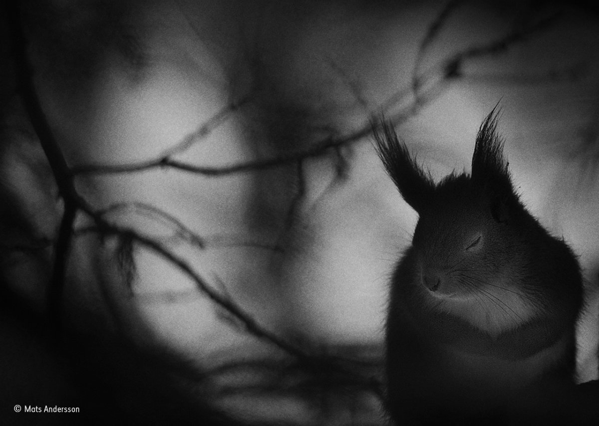 this shot of a red squirrel in southern sweden was captured as the creature took a moment of rest in between its time searching for food