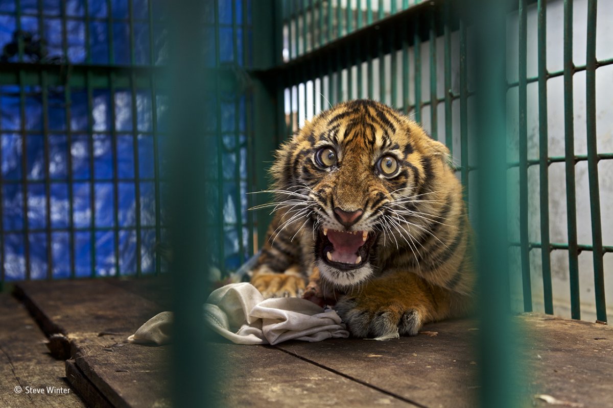 this sumatran tiger cub was saved from a snare in a rainforest in aceh province on the indonesian island of sumatra by an anti poaching patrol