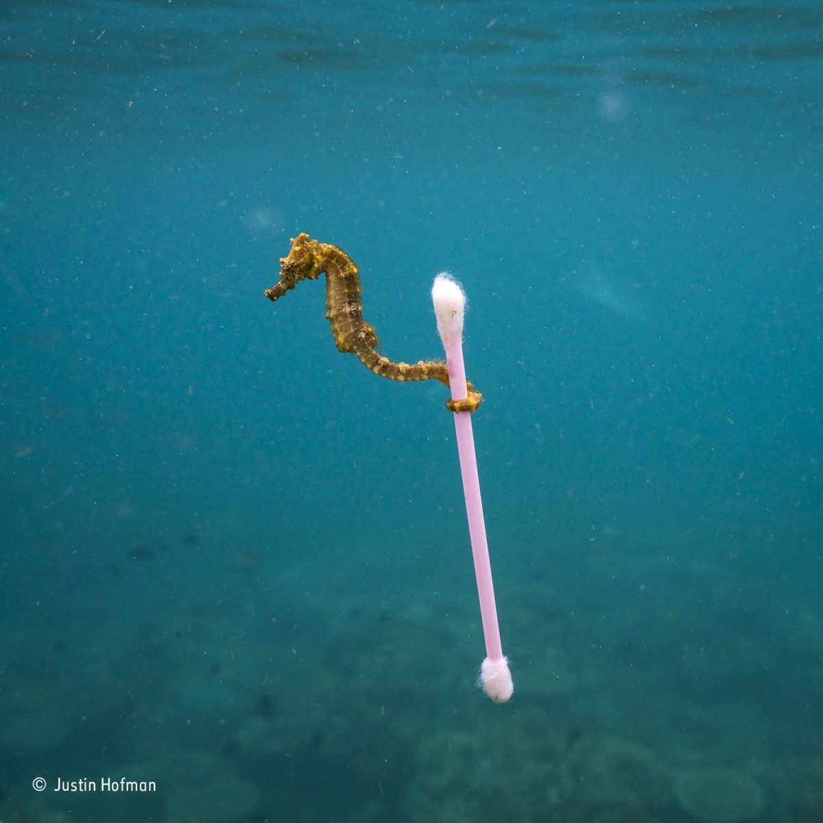 this tiny seahorse near sumbawa island indonesia abandoned the seagrass it was holding when the tide came in bearing plastic and sewage instead it grabbed onto this plastic and cotton raft