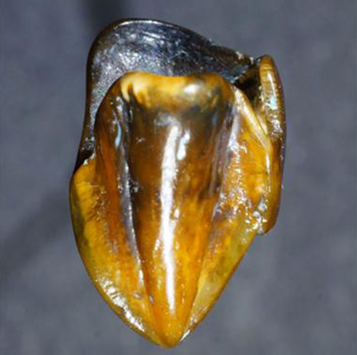 725 hominin teeth 2