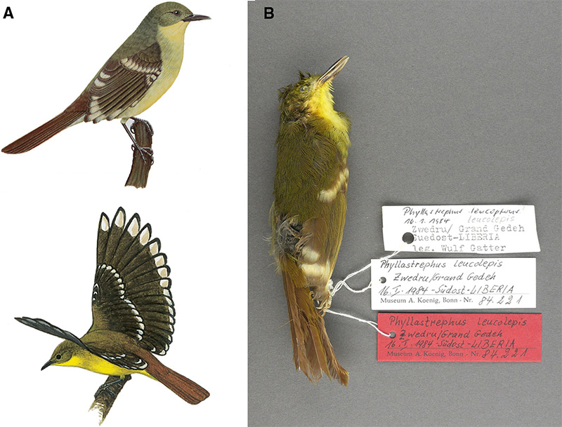 liberian greenbul drawing figure