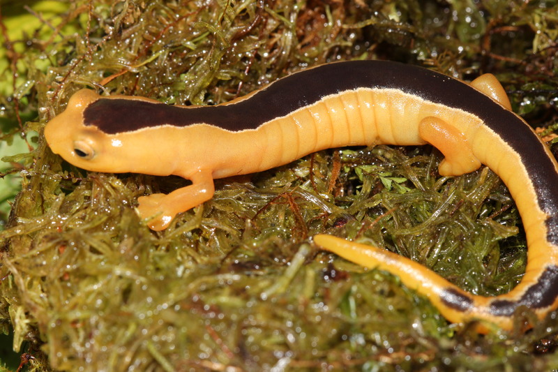 golden wonder salamander