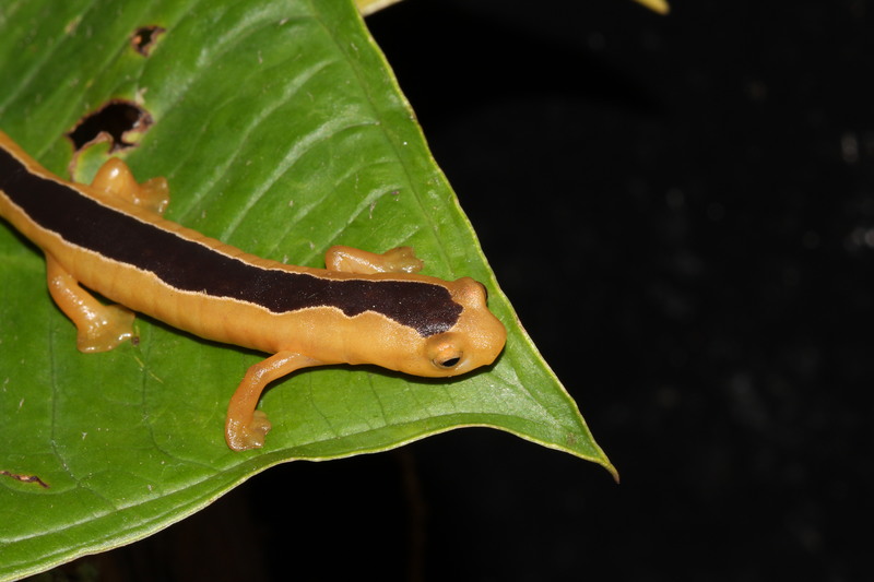 golden wonder salamander on a leaf