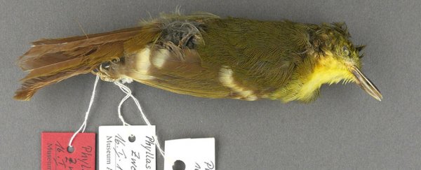 Turns out one of world's rarest songbirds never actually existed