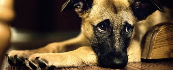 Dogs really do pull faces to communicate with us, says new study
