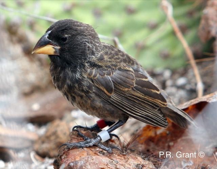 big bird finch galapagos new species