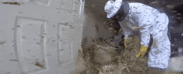 This horrifyingly huge wasp nest will haunt your nightmares