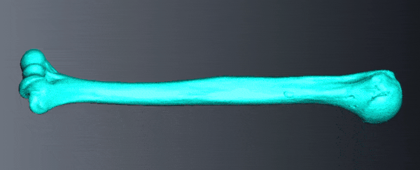 Bone study reveals prehistoric women had insanely strong arms