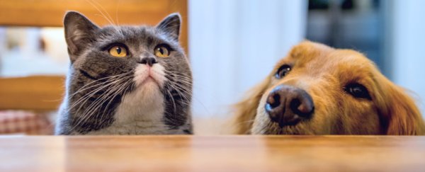 When it comes to dog vs cat brains, science might have found a clear winner