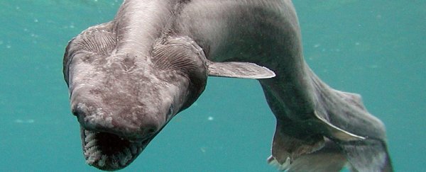 This nightmare shark with a snake head and 300 teeth is absolutely horrifying
