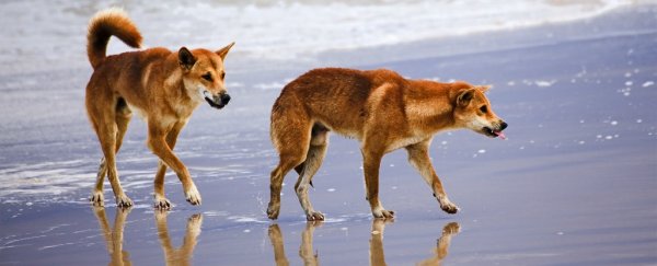 Dingoes may have actually migrated to Australia twice