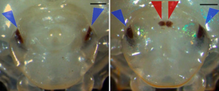 scarab beetle third eye control comparison