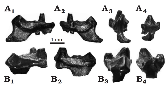 teeth dorset eutherians