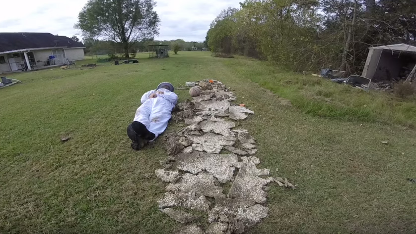 wasp nest laid out