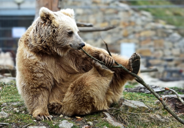 yeti himalayan brown bear