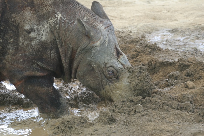 246 sumatran rhino 3