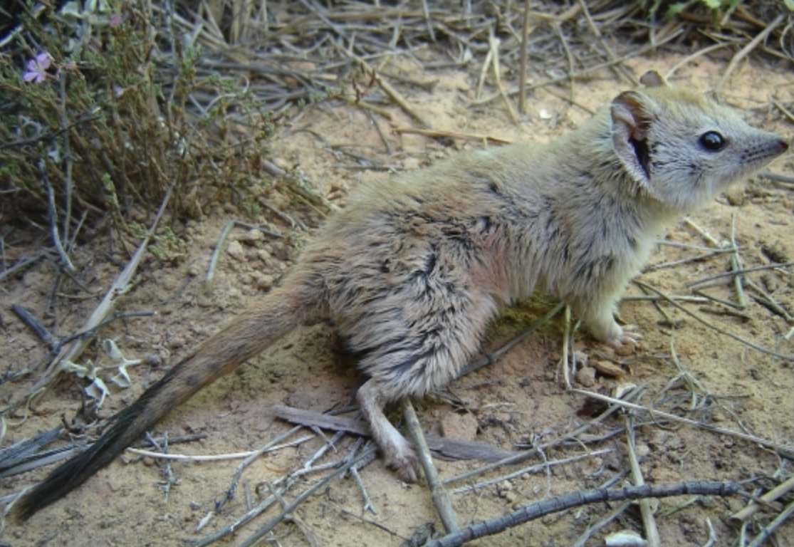 crest tailed mulgara reece pedler 2