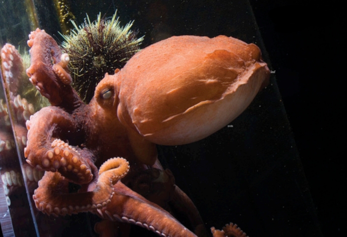 frilled giant pacific octopus frill