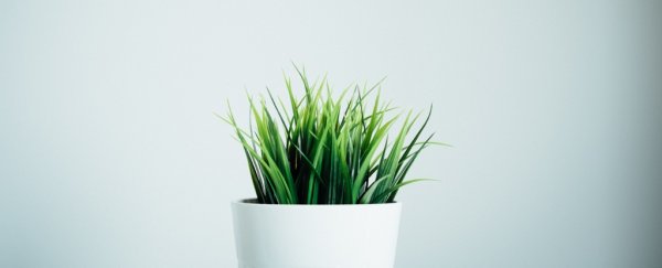 Something really fascinating happens when you give plants anaesthetic