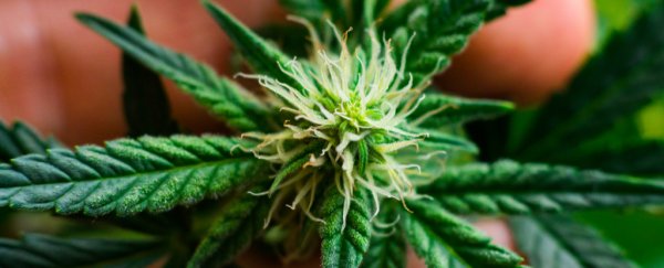 10+ facts scientists have learned about the health effects of marijuana