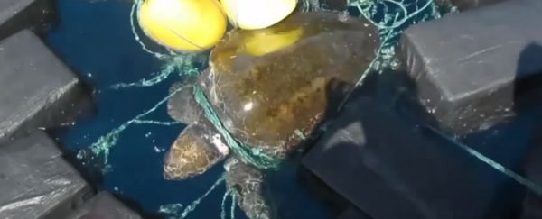 A sea turtle was found tangled in cocaine bundles worth $53 million