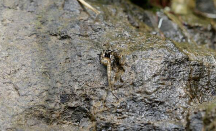 salticid and tadpole on rocks