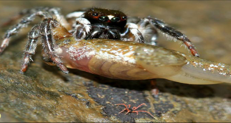 salticid tadpole 2