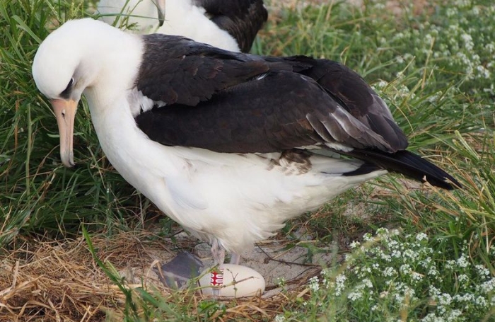 Akeakamai sitting egg wisdom