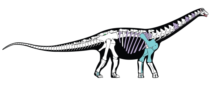 african sauropod bones
