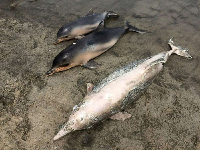 dead dolphs 2