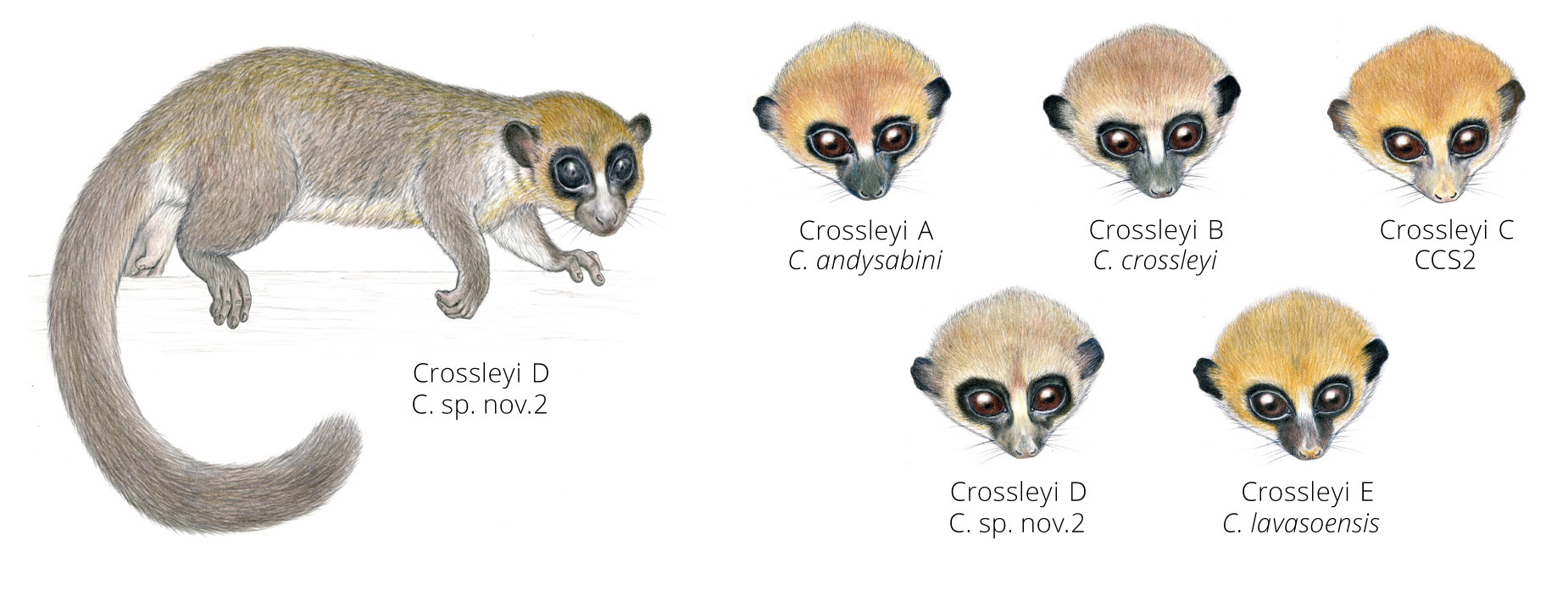 dwarf lemurs