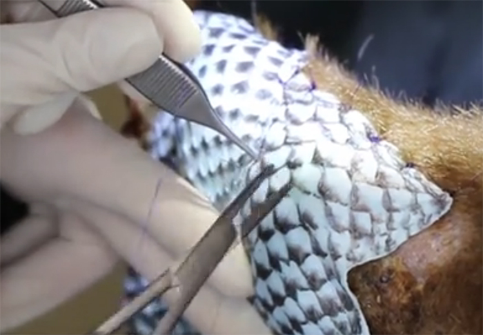 fish skin bandage