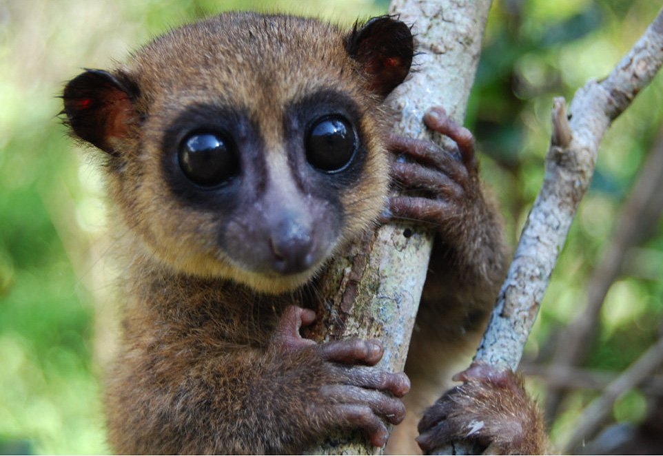 groves dwarf lemur body 1
